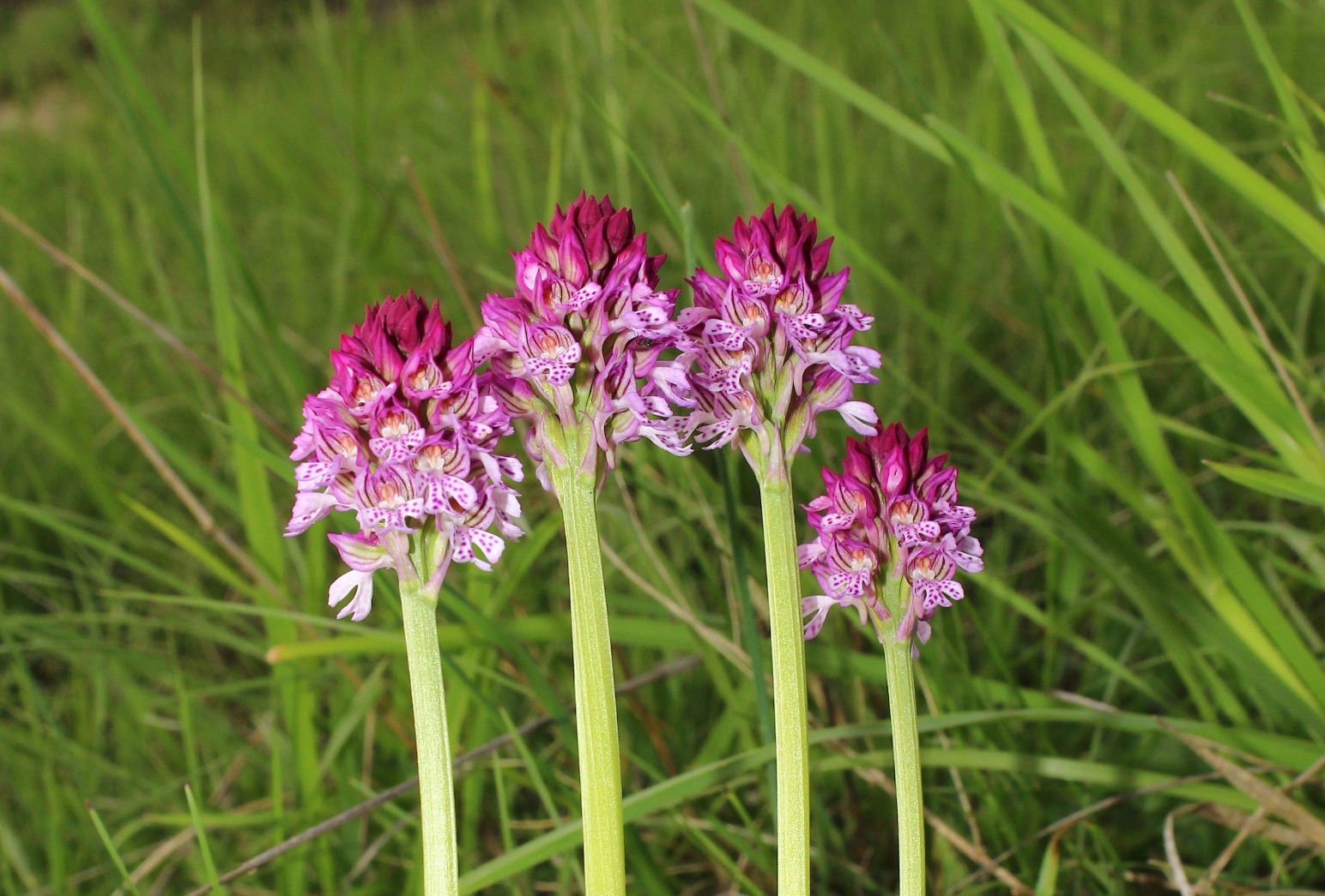 Ibrido Neotine tridentata x N. ostulata